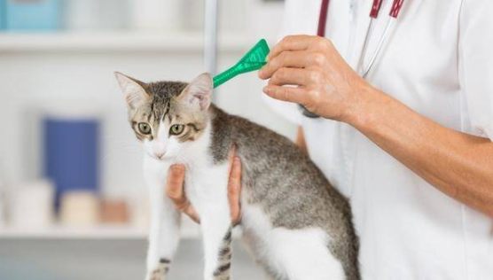 猫咪自己驱虫和宠物店驱虫有区别吗