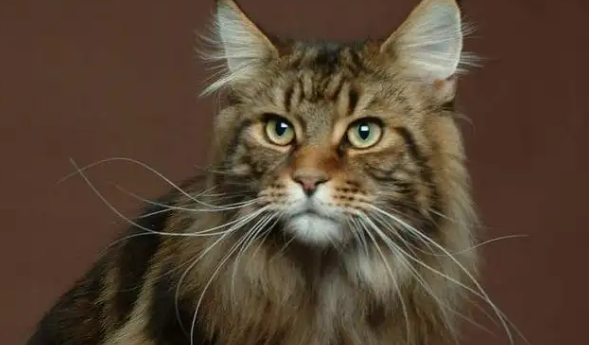 挪威森林猫怎么喂养？想养的看过来！