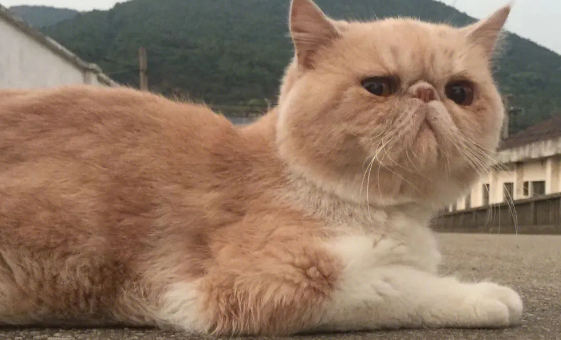 加菲猫为什么一直打呼噜？它可能在抒发情绪