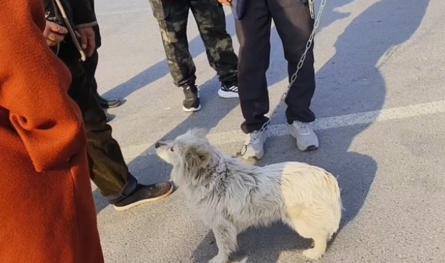 小狗落入狡猾狗贩手中,还依依不舍 小狗落入狡猾狗贩手中,还依依不舍