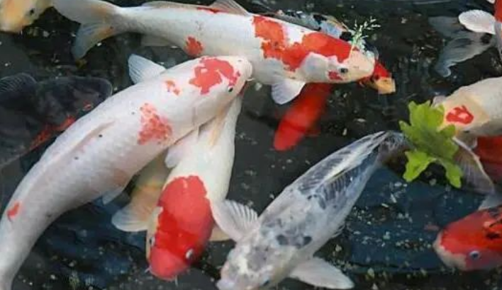 锦鲤鱼粮什么牌子好
