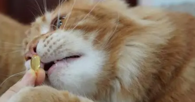 猫咪鱼油哪个好些