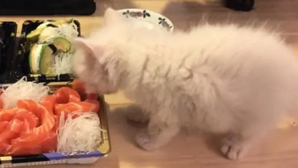 猫可以吃三文鱼刺身吗？主人来看看吧