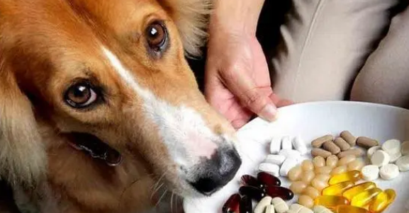 狗狗多大吃鱼油