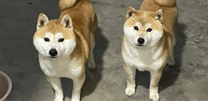 柴犬为什么不适合家养？来看看原因