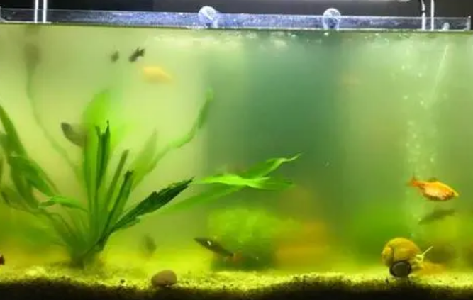 鱼缸的水浑怎么办