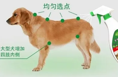 风油精能去狗狗的体外驱虫吗