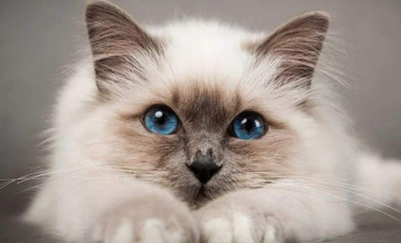 养什么颜色的猫会倒霉？没有这种说法