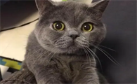品相不好的蓝猫图片