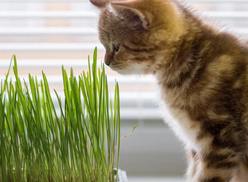 猫草都是什么草 猫草都是什么草