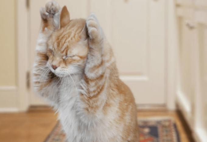 猫会屈服于暴力吗