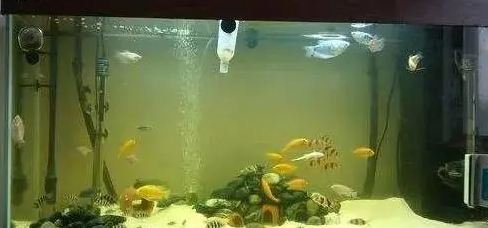 鱼缸水黄用什么去除