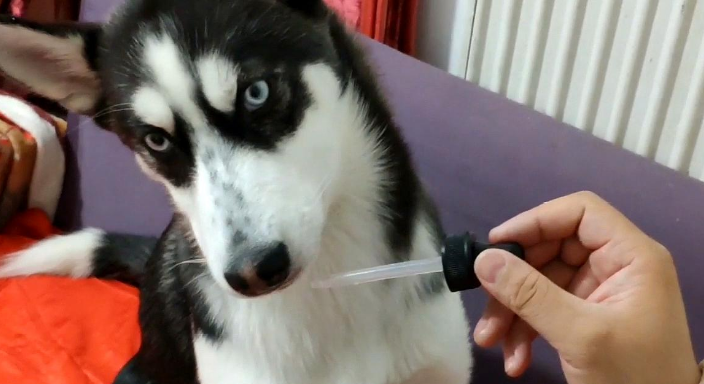 狗狗体外驱虫药可以连续用吗