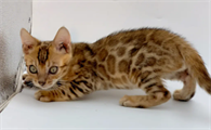 豹猫怎么驯服好?训练方法都有哪些!