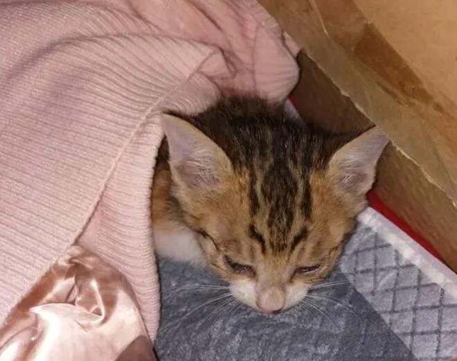 猫洗完澡多久可以做体外驱虫？ 快来了解一下