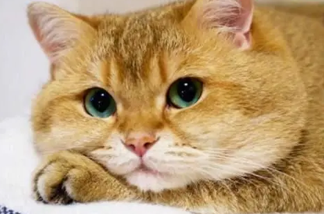 猫发腮是什么意思?好奇就来了解~ 猫发腮是什么意思?好奇就来了解~