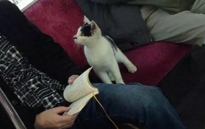 猫能上公交车吗?这篇文章给你答案 猫能上公交车吗?这篇文章给你答案