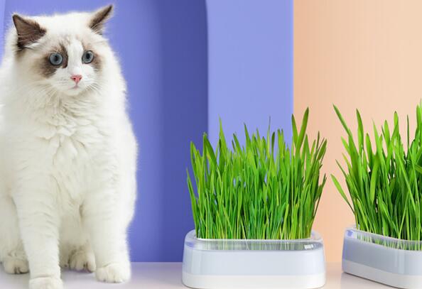 猫草是什么样子的 猫草是什么样子的