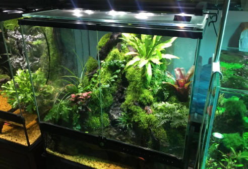 深水鱼缸养什么水草