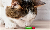 猫咪普通感冒喂什么药