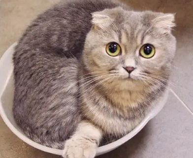 折耳猫怎么培育出来的? 折耳猫怎么培育出来的?