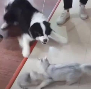 狗狗逗小猫玩，母猫突然杀出来，狗狗被吓得打滑！