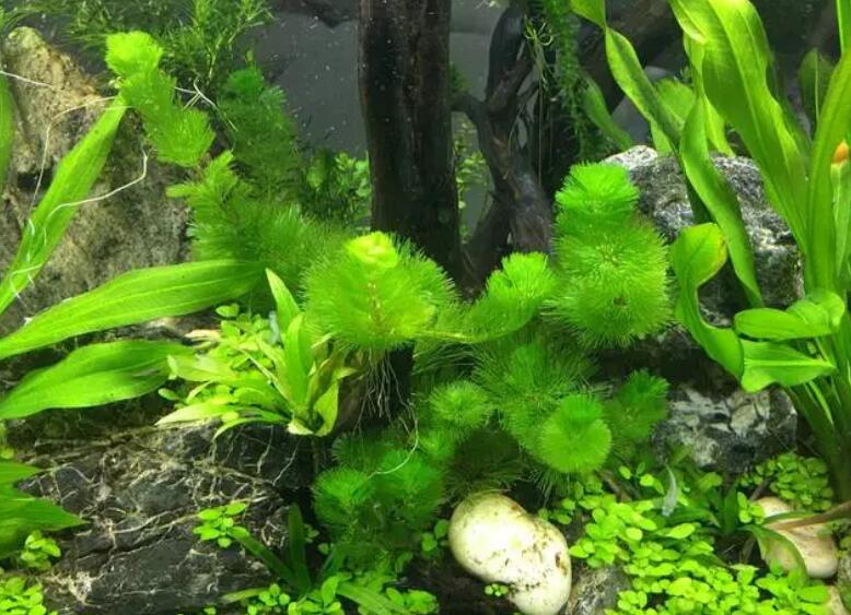 硝化细菌哪里有卖的 硝化细菌哪里有卖的