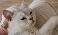 猫咪臣服的表现