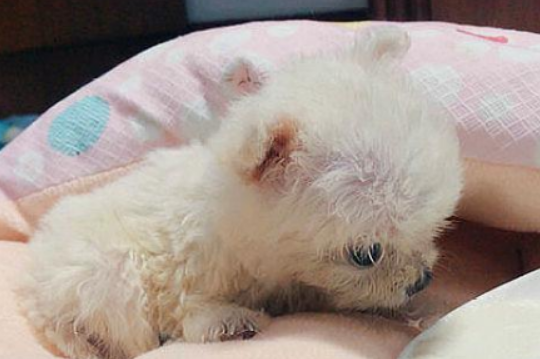 吉娃娃和泰迪生的宝宝怎么样?速来了解一波 吉娃娃和泰迪生的宝宝怎么样?速来了解一波