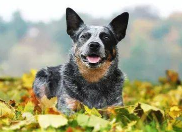 今日解答：怎样训练澳大利亚牧牛犬捡东西？