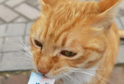 猫多大能吃猫条