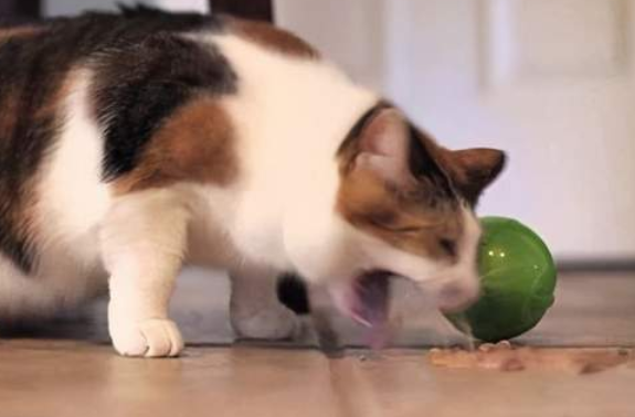 猫呕吐的原因及治疗办法，你们清楚吗？