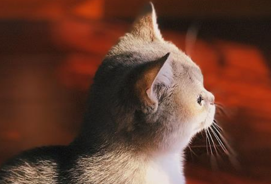 猫咪抓你头发说明什么?还不来看看~ 猫咪抓你头发说明什么?还不来看看~