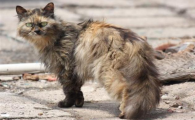 猫的前世一定是人