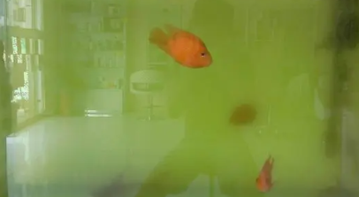 鱼缸水浑养什么