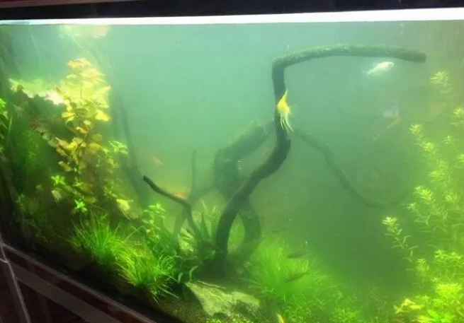 水缸养鱼水浑浊怎么办