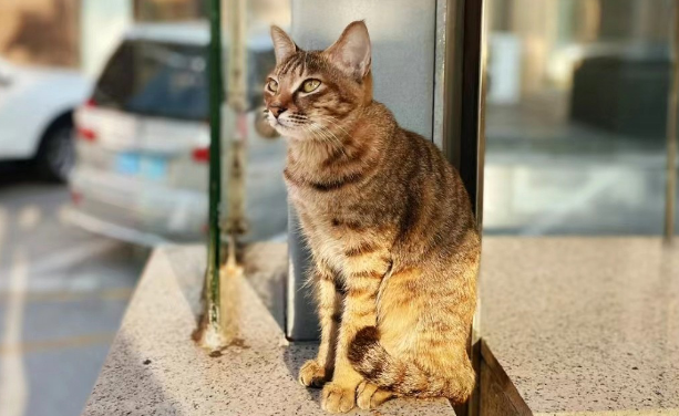 流浪猫讨好它遇见的每一个人,它只是想有个家 流浪猫讨好它遇见的每一个人,它只是想有个家
