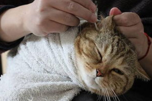 怎样给猫咪除耳螨 怎样给猫咪除耳螨