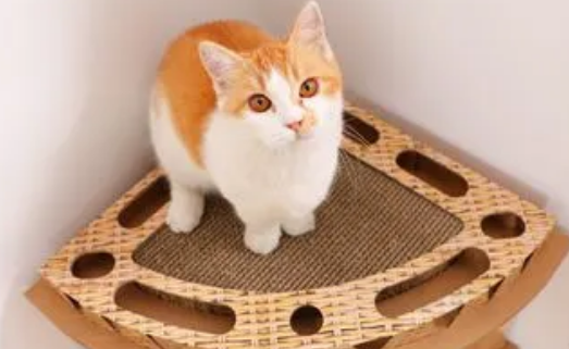 猫抓板是干什么的 猫抓板是干什么的