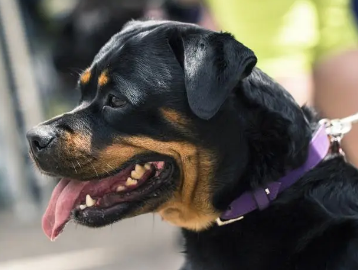 罗威纳幼犬多少钱一只？感兴趣的看看~
