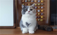 矮脚猫是基因缺陷吗