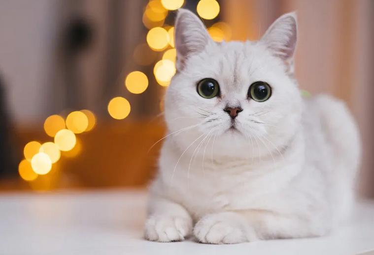 小奶猫多久可以剪指甲?饲养须知~ 小奶猫多久可以剪指甲?饲养须知~