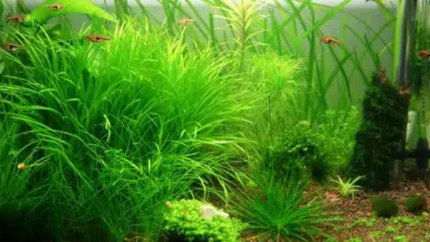 鱼缸养水草叫什么