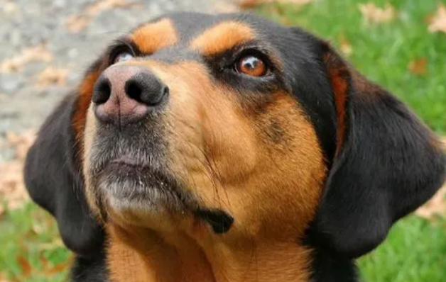 你们说，黑褐猎浣熊犬吃什么水果？