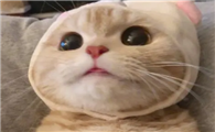 宠物博主能赚多少钱