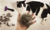 猫掉毛严重怎么解决?有人知道吗?