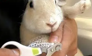 宠物兔要不要剪指甲