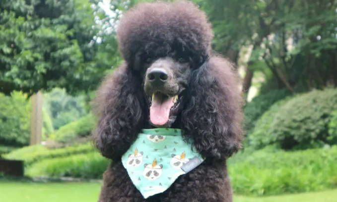 巨贵多少钱一只 贵宾犬