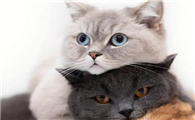 家里养猫的风水说法