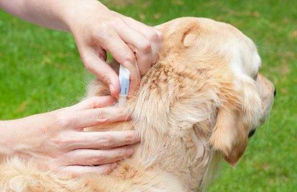 狗狗怀孕期间可以体外驱虫吗